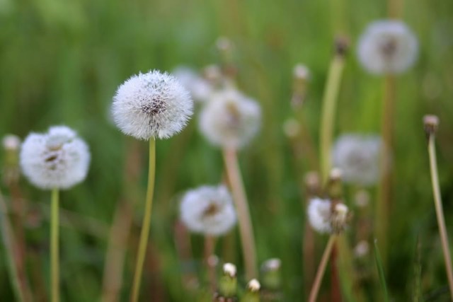 A lesson from the dandelions